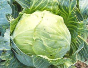 Ukrainian Borsch Cabbage